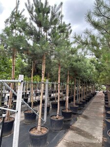 Pinus sylvestris 16-18 STA container - image 2