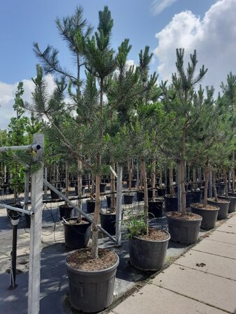 Pinus sylvestris 16-18 STA container - image 1