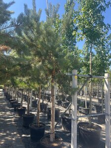 Pinus sylvestris 16-18 STA container - image 3