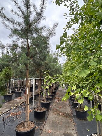 Pinus sylvestris 18-20 STA container
