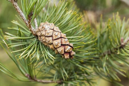 Pinus sylvestris 200-250 cm draadkluit solitair - afbeelding 4