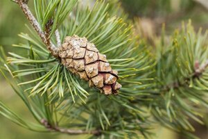 Pinus sylvestris 200-250 cm draadkluit solitair - afbeelding 4