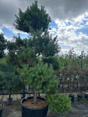 Pinus sylvestris 350-400 cm container bonsai solitair