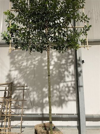 Prunus lusitanica 'Brenelia' 12-14 Hoogstam draadkluit SCHERM,br150xh120 180 cm stam