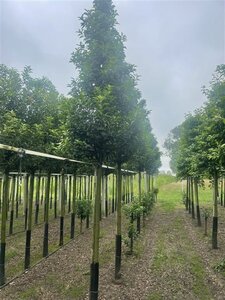 Prunus lusitanica 'Brenelia' 16-18 Hoogstam draadkluit 3 X verplant