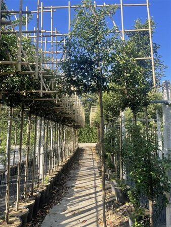 Prunus lusitanica 'Brenelia' 8-10 Hoogstam cont. 30L SCHERM,br150xh120 180 cm stam - afbeelding 2