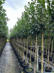 Prunus l. 'Caucasica' 8-10 Hoogstam cont. 30L