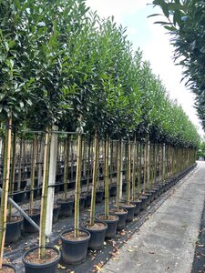 Prunus l. Elly 12-14 Hoogstam container