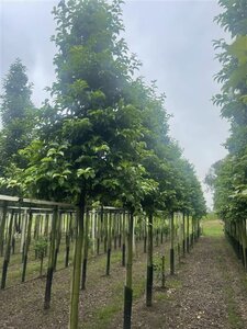 Prunus lusitanica var. azorica 'Tico' 16-18 Hoogstam draadkluit 3 X verplant