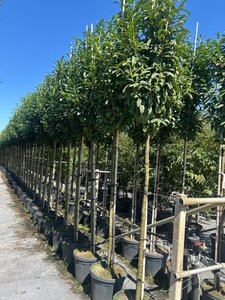 Prunus l. Genolia 10-12 Hoogstam container
