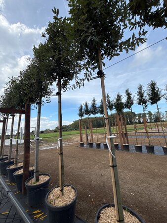 Quercus ilex 12-14 Hoogstam cont. 70L - afbeelding 1