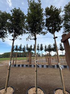 Quercus ilex 12-14 STA cont. 70L - image 2