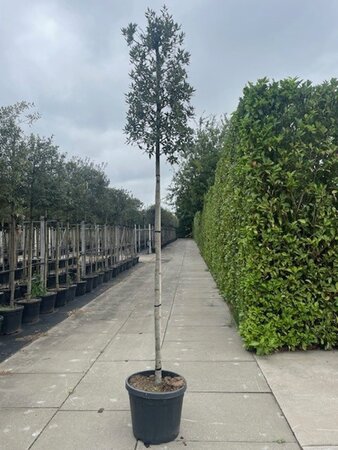 Quercus ilex 12-14 STA cont. 70L - image 3