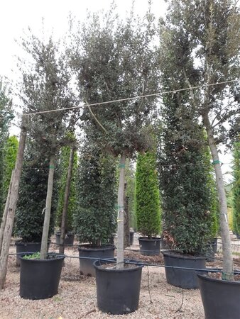 Quercus ilex 35-40 STA container - image 1