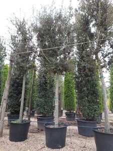 Quercus ilex 35-40 STA container