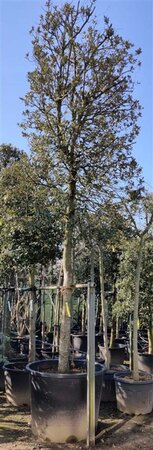 Quercus ilex 35-40 STA container - image 11