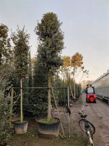 Quercus ilex 35-40 STA container - image 10