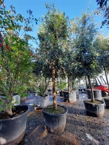 Quercus ilex 35-40 STA container - image 9