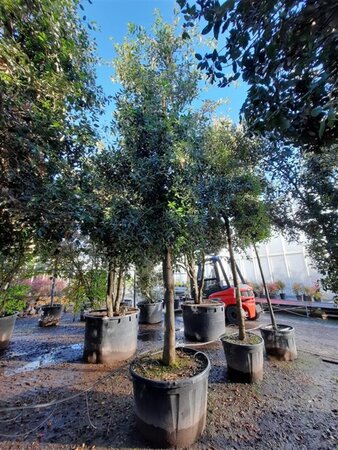 Quercus ilex 35-40 STA container - image 8