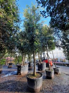 Quercus ilex 35-40 STA container - image 8