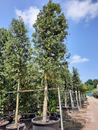 Quercus ilex 35-40 STA container - image 7