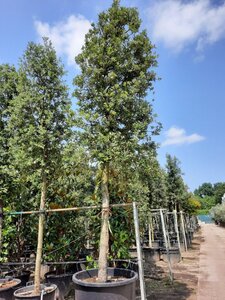 Quercus ilex 35-40 STA container - image 7