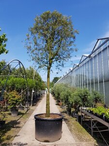Quercus ilex 35-40 STA container - image 6