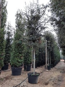 Quercus ilex 35-40 STA container - image 5