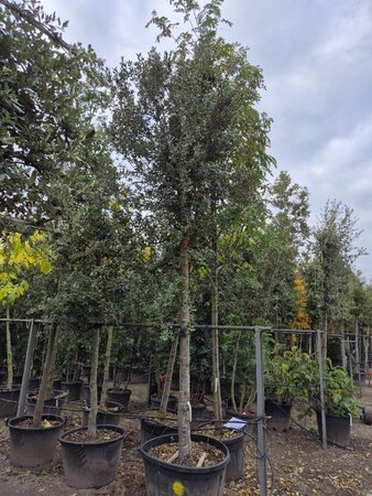 Quercus ilex 35-40 STA container - image 4