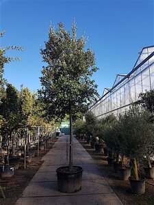 Quercus ilex 35-40 STA container - image 3