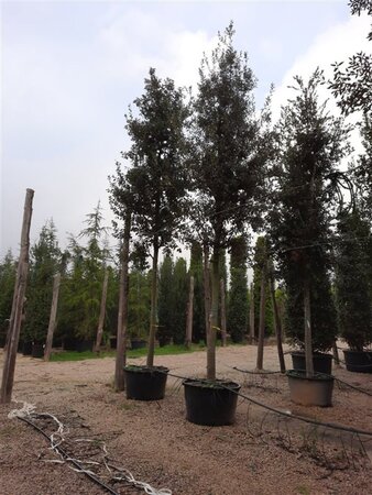 Quercus ilex 35-40 STA container - image 2