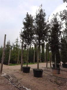 Quercus ilex 35-40 STA container - image 2