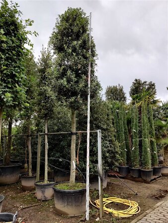 Quercus ilex 35-40 STA container - image 12
