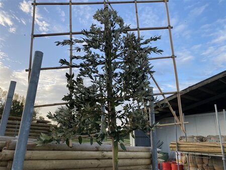Quercus ilex 6-8 STA cont. 25L screen,br120xh120 200 cm stem - image 1