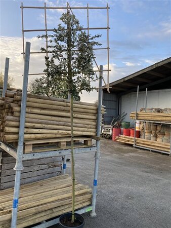 Quercus ilex 6-8 STA cont. 25L screen,br120xh120 200 cm stem - image 2