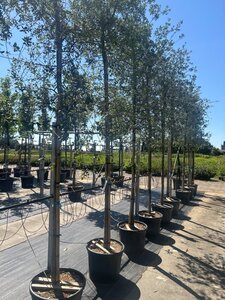 Quercus suber 14-16 Hoogstam container