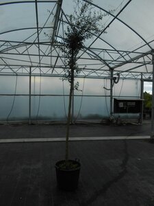 Quercus suber 16-18 Hoogstam container