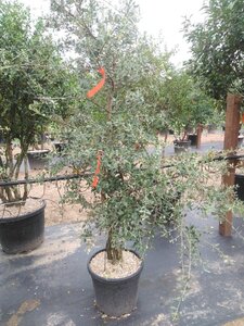 Quercus suber 200-250 cm container meerstammig - afbeelding 5