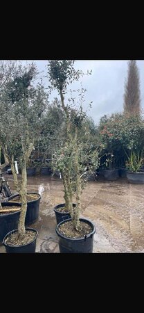 Quercus suber 200-250 cm container meerstammig - afbeelding 1