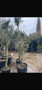 Quercus suber 200-250 cm container meerstammig - afbeelding 1