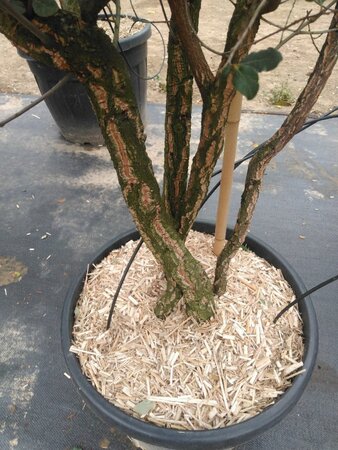 Quercus suber 200-250 cm container meerstammig - afbeelding 6