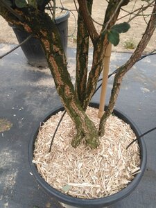 Quercus suber 200-250 cm container meerstammig - afbeelding 6