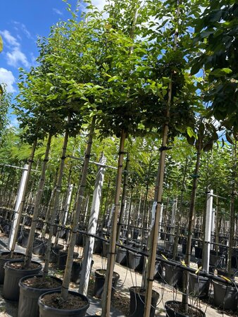 Sycoparrotia semidecidua 10-12 Hoogstam container