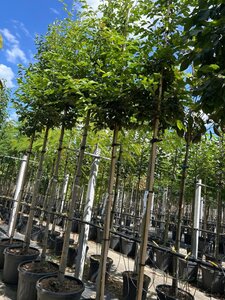 Sycoparrotia semidecidua 10-12 Hoogstam container