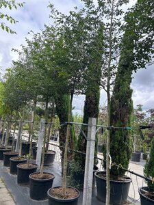 Sycoparrotia semidecidua 14-16 Hoogstam container