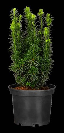 Taxus baccata 30-40 cm cont. 3,0L - afbeelding 7
