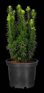 Taxus baccata 30-40 cm cont. 3,0L - afbeelding 7