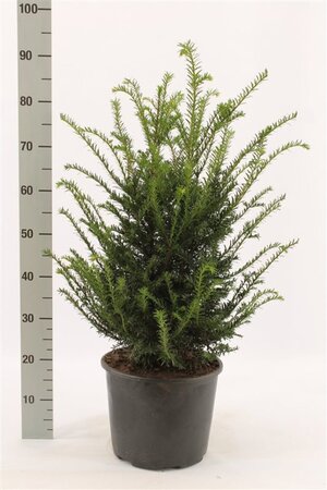 Taxus baccata 50-60 cm met kluit - afbeelding 7