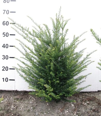 Taxus baccata 50-60 cm met kluit - afbeelding 8