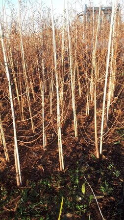 Taxodium distichum 150-175 cm met kluit - afbeelding 4